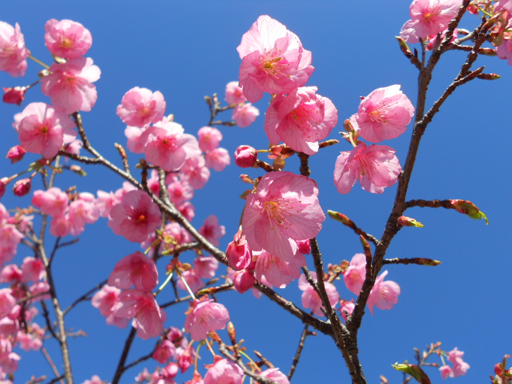 土肥桜濃いピンク